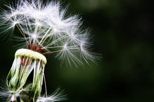 Dandelion 1452219 340